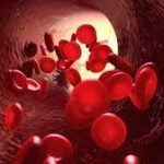 link a videos sobre fisiologia de la sangre